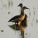 Dendrocygne siffleur