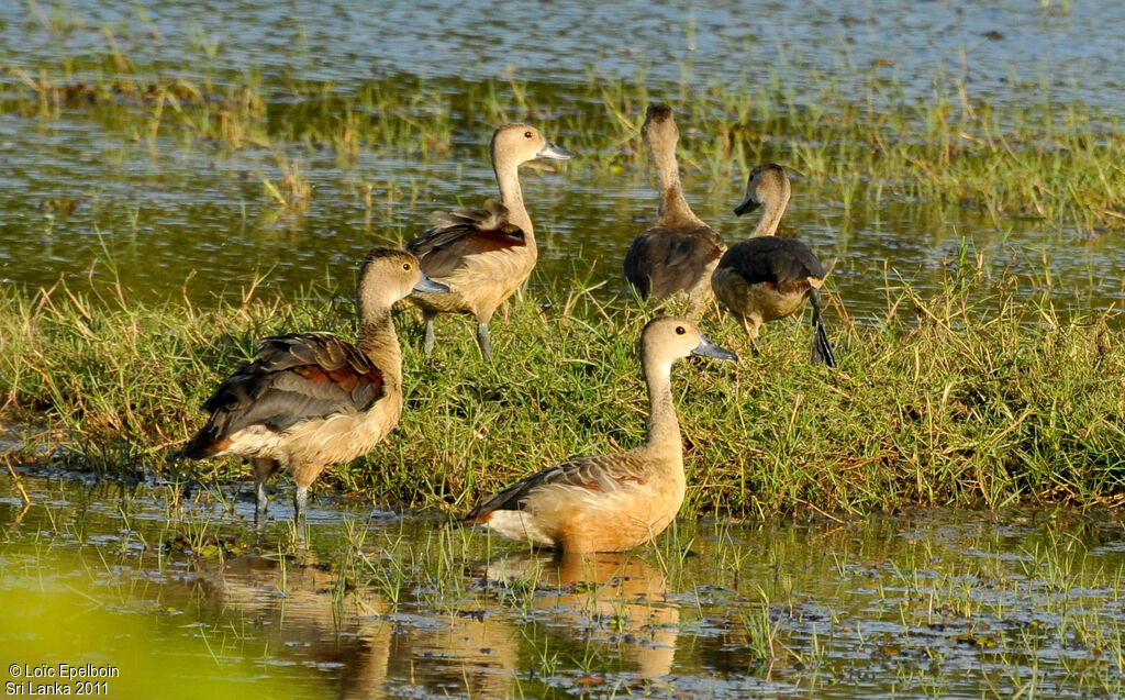 Lesser Whistling Duck