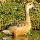 Dendrocygne siffleur