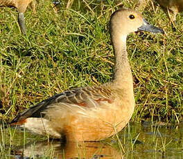 Dendrocygne siffleur