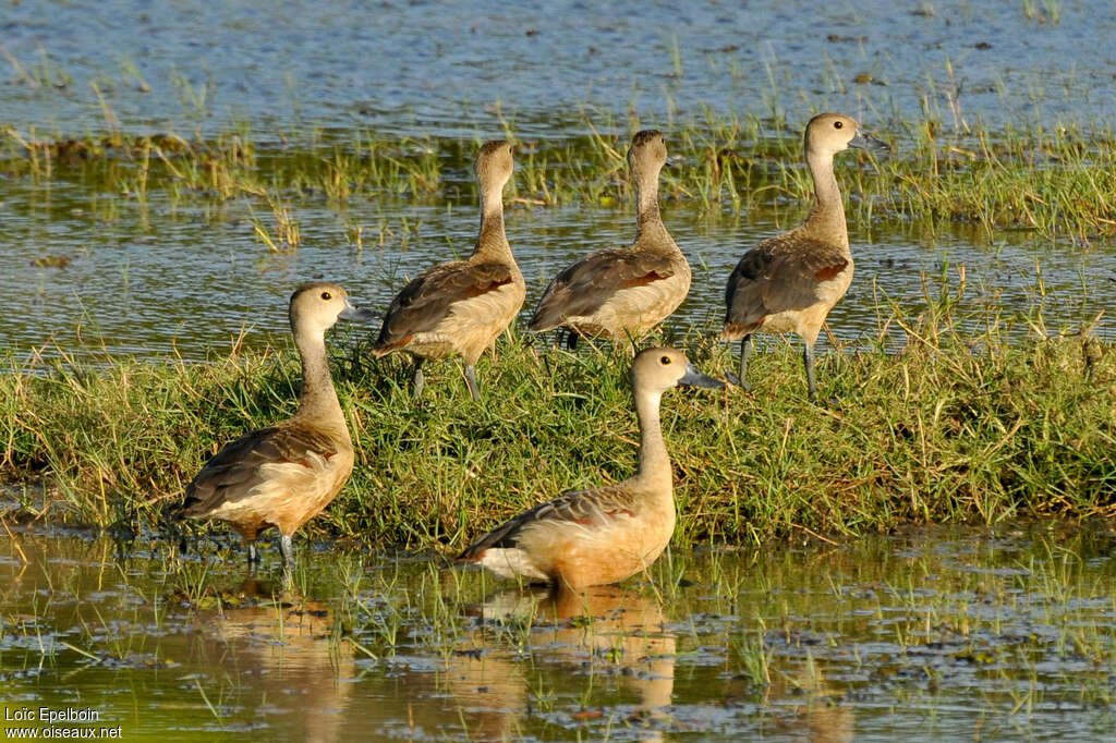 Dendrocygne siffleuradulte, habitat