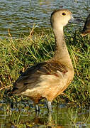 Lesser Whistling Duck