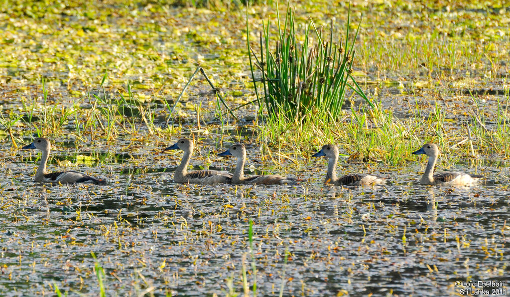 Lesser Whistling Duck