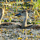 Dendrocygne siffleur