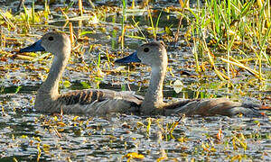 Lesser Whistling Duck