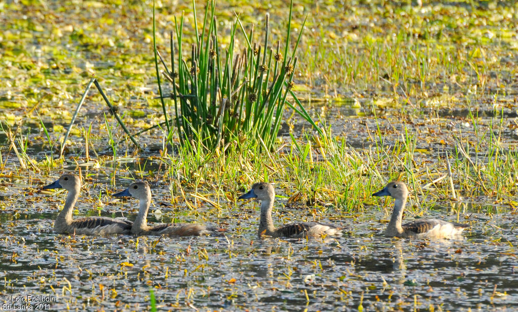 Lesser Whistling Duck