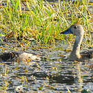 Dendrocygne siffleur