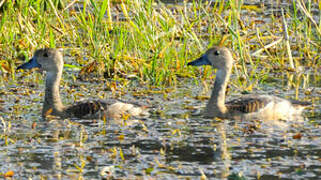 Dendrocygne siffleur