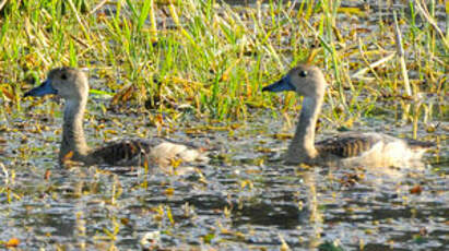 Dendrocygne siffleur