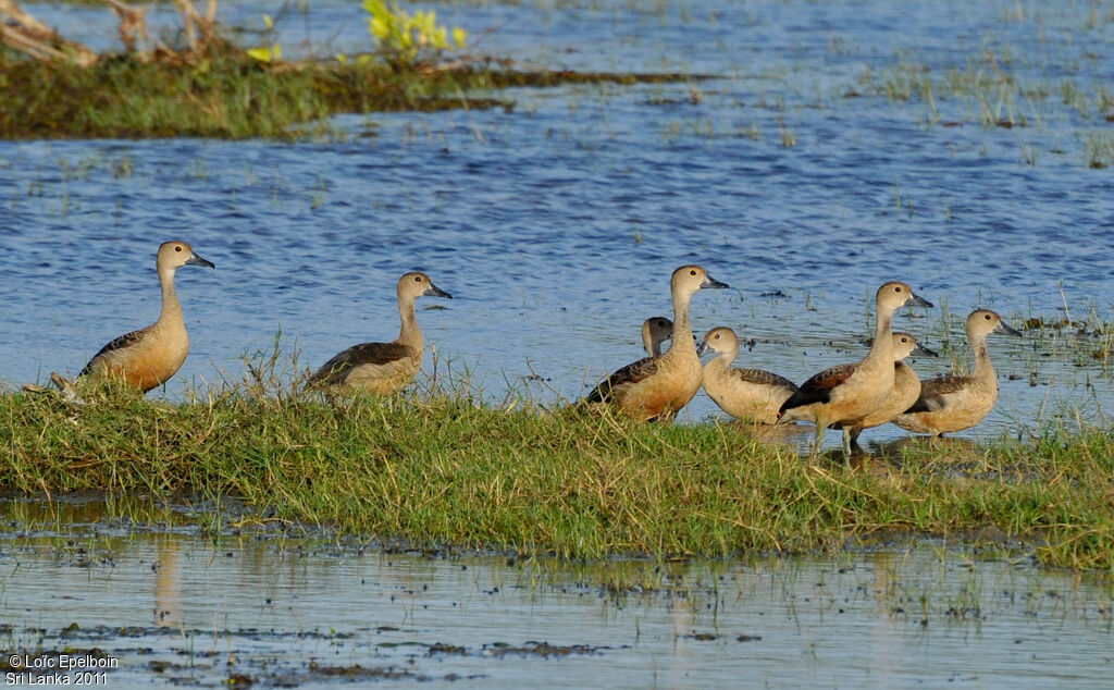 Lesser Whistling Duck