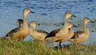 Dendrocygne siffleur