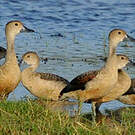 Dendrocygne siffleur