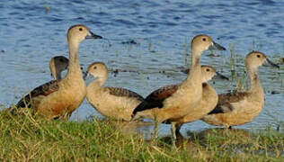 Lesser Whistling Duck