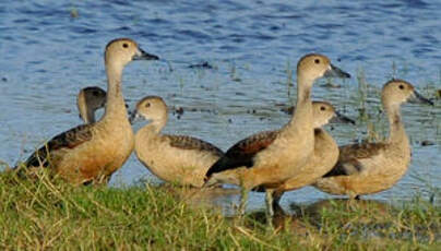 Dendrocygne siffleur