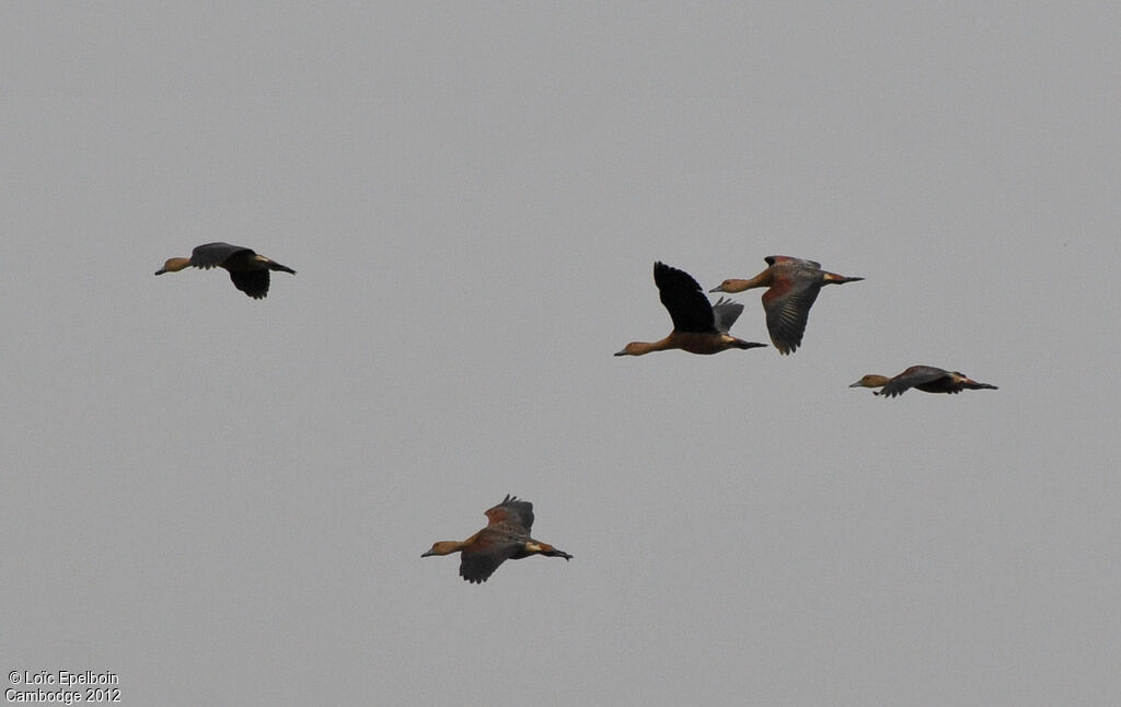 Lesser Whistling Duck