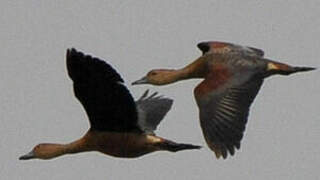 Lesser Whistling Duck