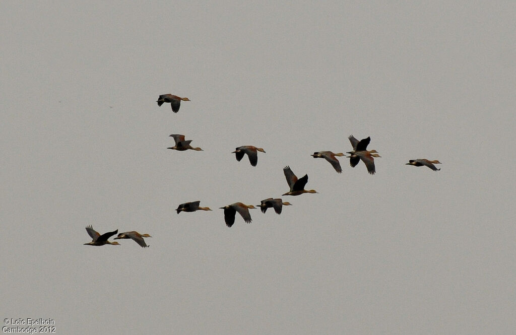 Lesser Whistling Duck