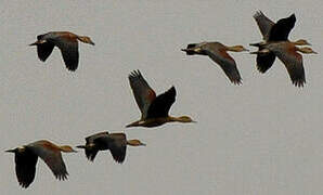 Lesser Whistling Duck