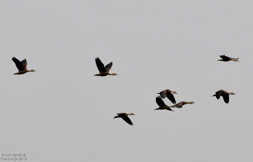 Lesser Whistling Duck