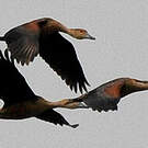 Dendrocygne siffleur
