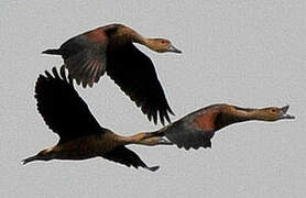 Lesser Whistling Duck