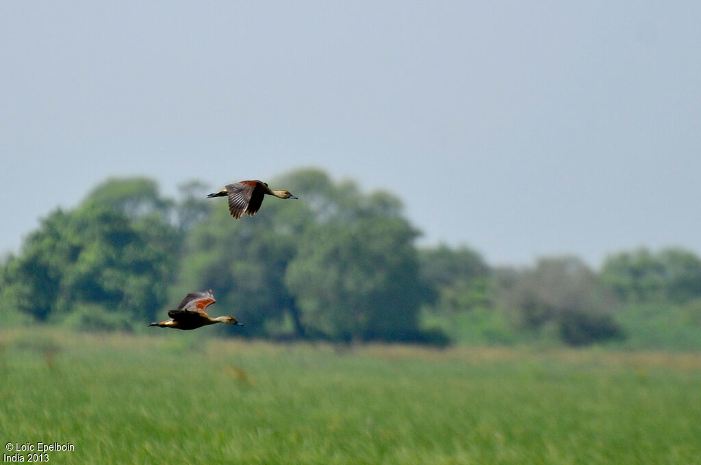 Lesser Whistling Duck