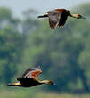 Dendrocygne siffleur