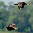 Dendrocygne siffleur