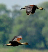 Lesser Whistling Duck