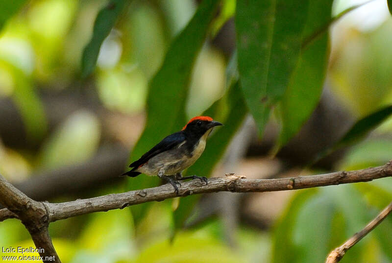 Scarlet-backed Flowerpecker male adult