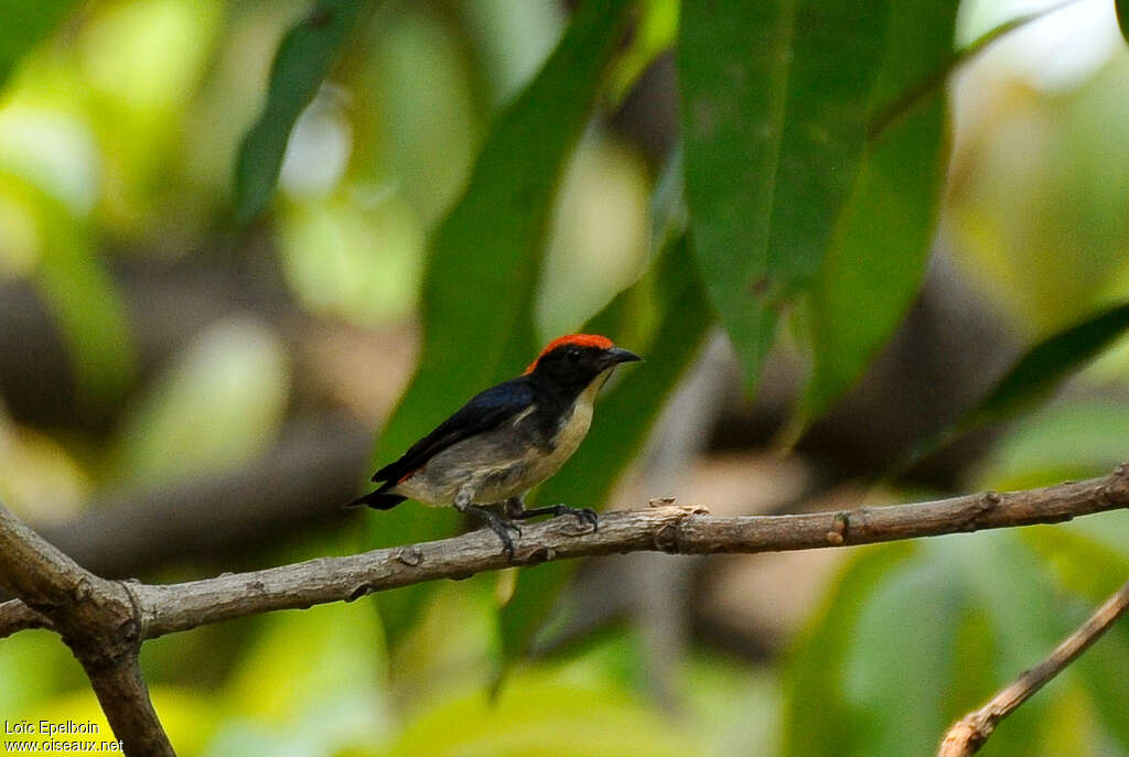 Dicée à dos rouge mâle adulte