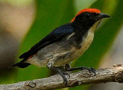 Scarlet-backed Flowerpecker