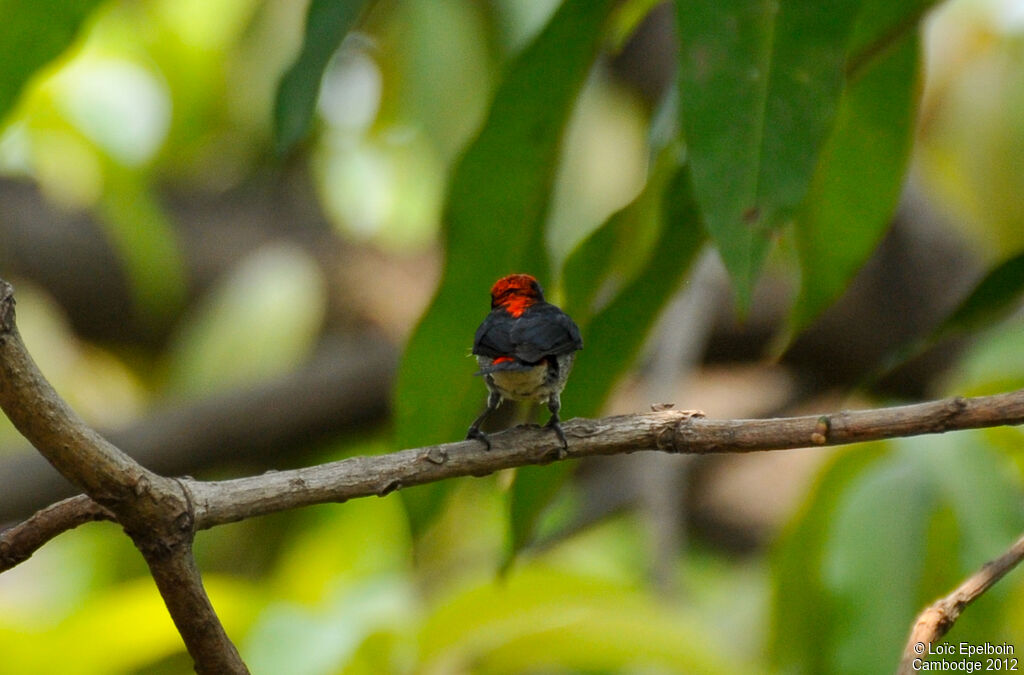 Dicée à dos rouge