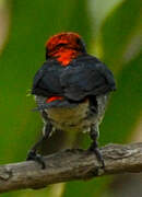 Scarlet-backed Flowerpecker