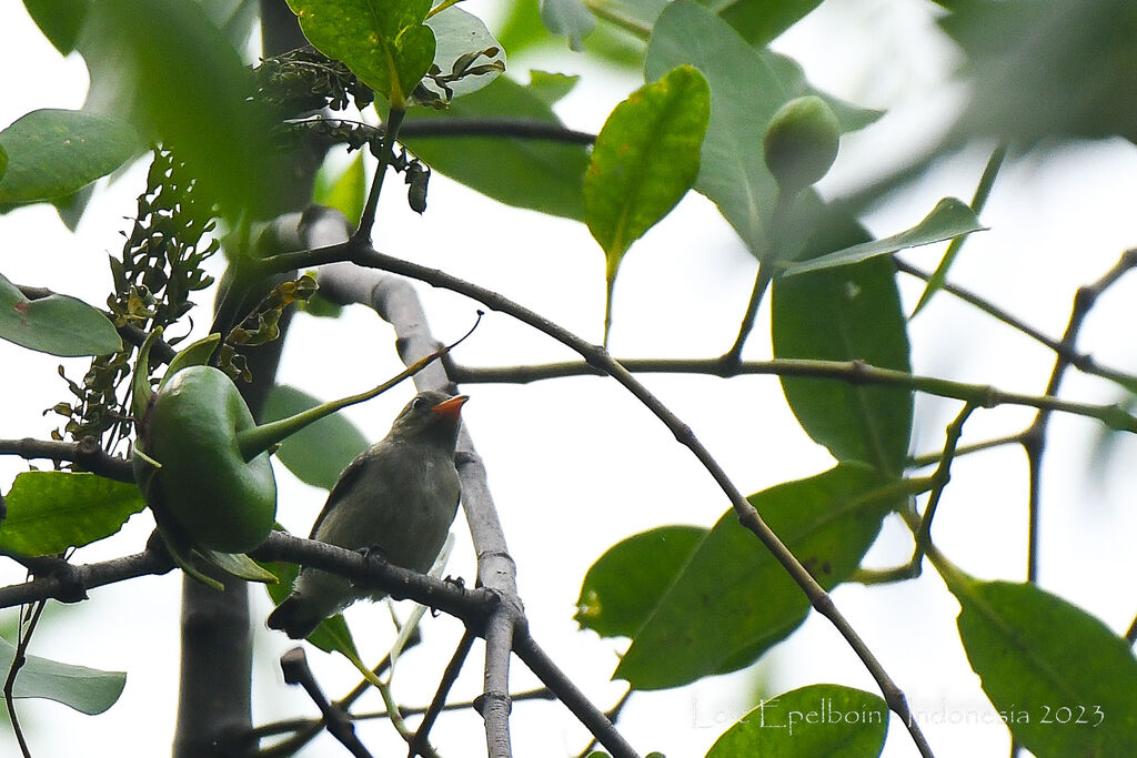 Scarlet-headed Flowerpeckerjuvenile