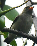 Scarlet-headed Flowerpecker