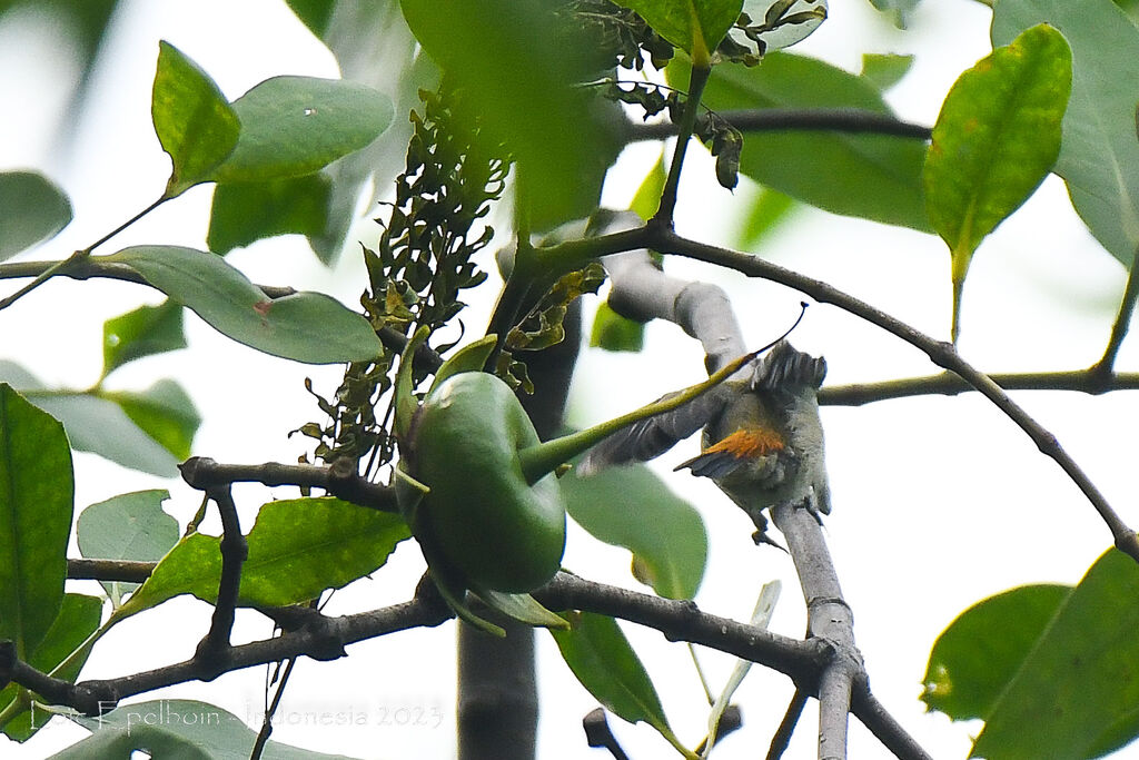 Scarlet-headed Flowerpeckerjuvenile