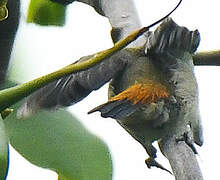 Scarlet-headed Flowerpecker