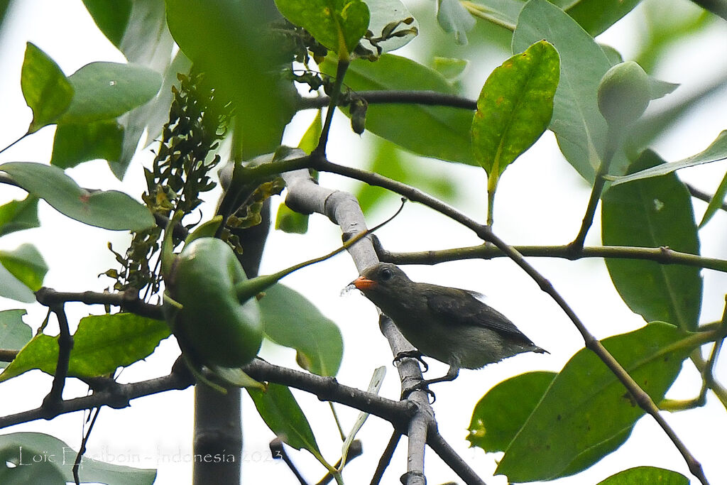 Scarlet-headed Flowerpeckerjuvenile