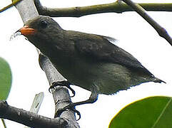 Scarlet-headed Flowerpecker