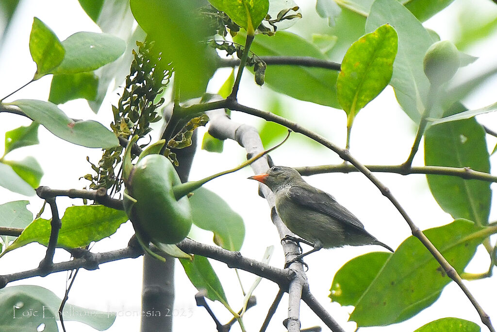 Scarlet-headed Flowerpeckerjuvenile