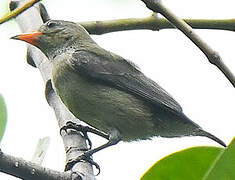 Scarlet-headed Flowerpecker