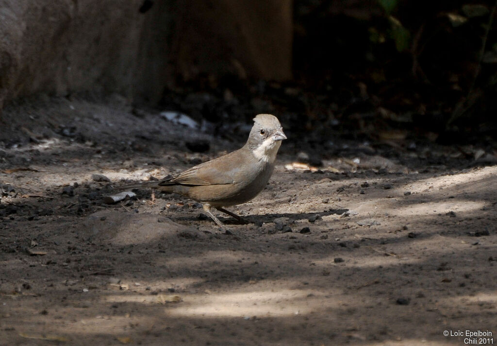 Common Diuca Finch