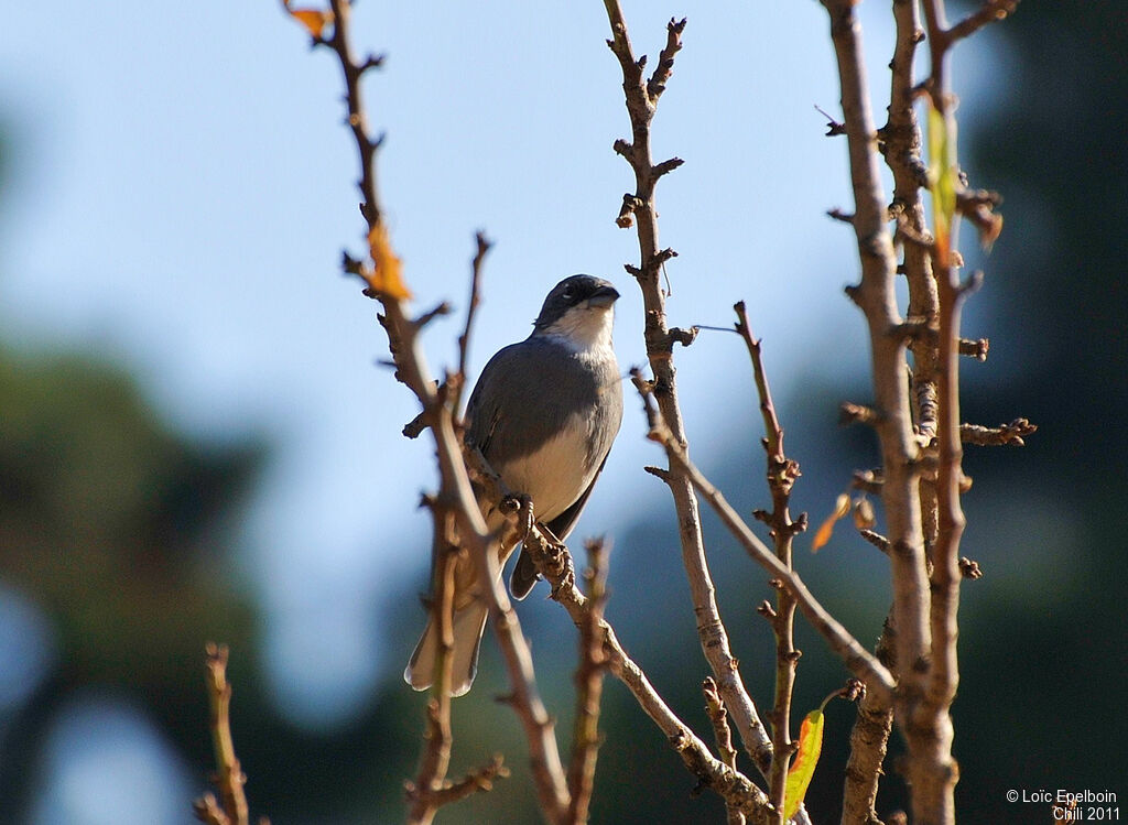 Common Diuca Finch