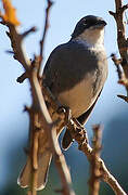 Common Diuca Finch