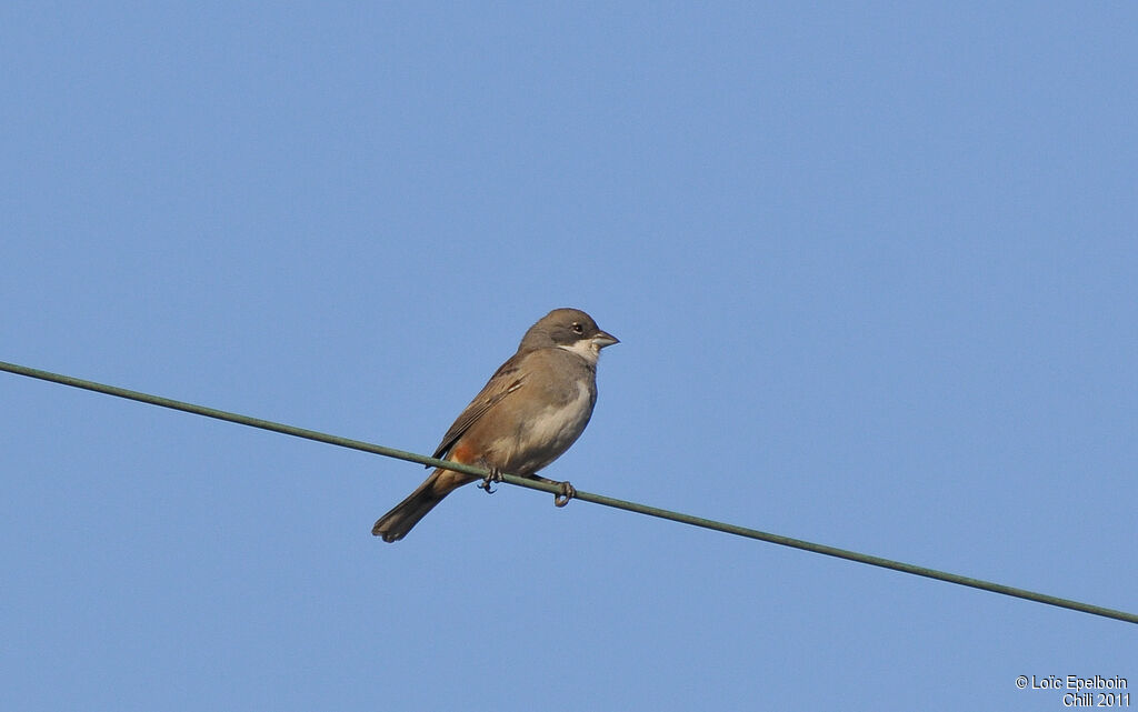 Common Diuca Finch