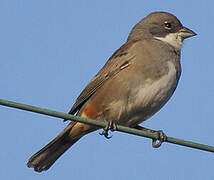 Common Diuca Finch