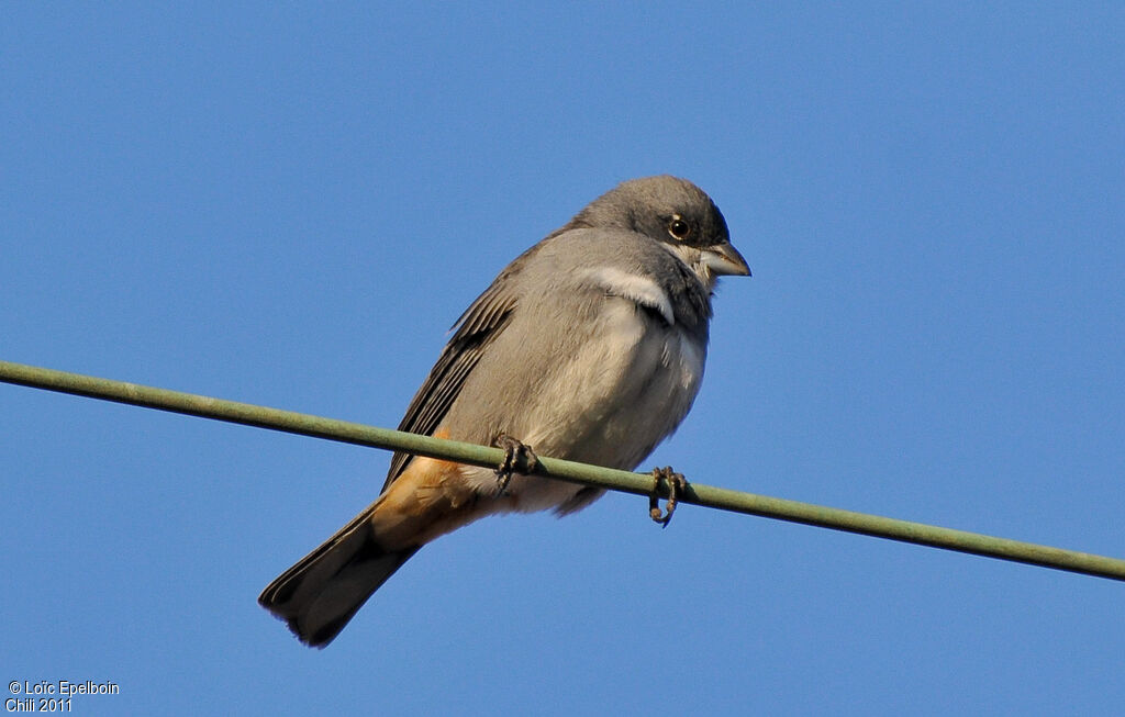 Common Diuca Finch