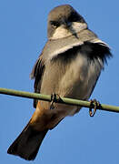 Common Diuca Finch