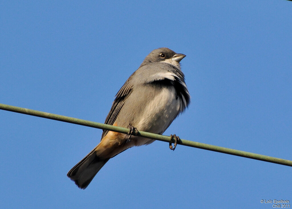 Common Diuca Finch